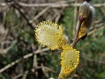 Printemps