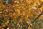 Jaune d'automne