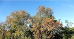 Automne