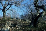 Vieux châtaigniers (MERCUER)