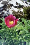 « Pivoine voyageuse » (Paeonia peregrina Mill.) GROSPIERRES