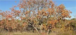 Brun d'automne